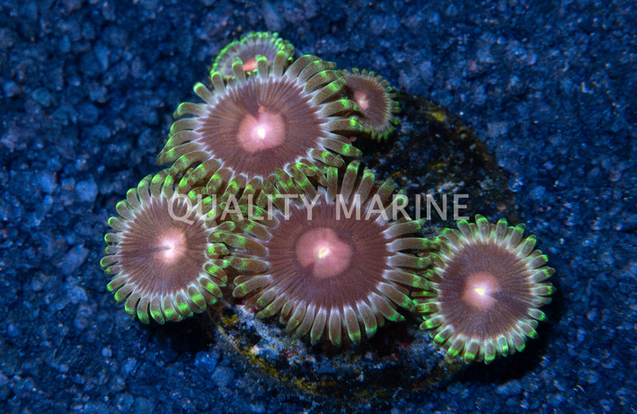 Zoa, Lucky Kentucky :: 88588