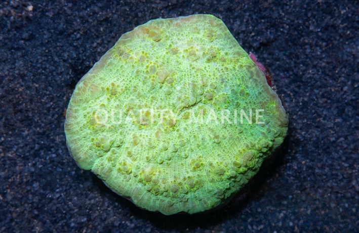 Chalice Big Eye, Green :: 52425