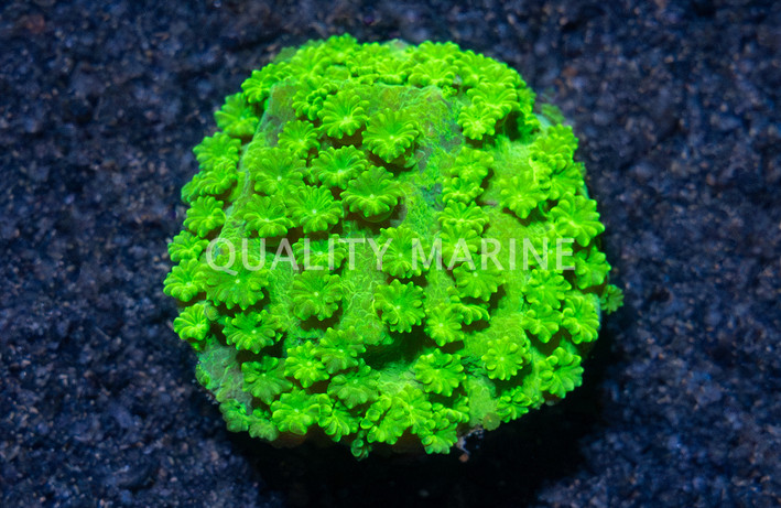 Starflower, Neon Green :: 56779