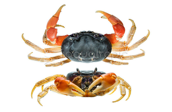 Giant Orange-legged Land Crab :: 73564