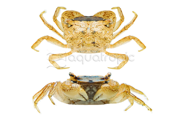 Freshwater Pom Pom Crab :: 42302