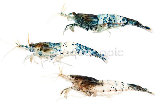 Assorted Rili Neocaridina Shrimp :: 14507