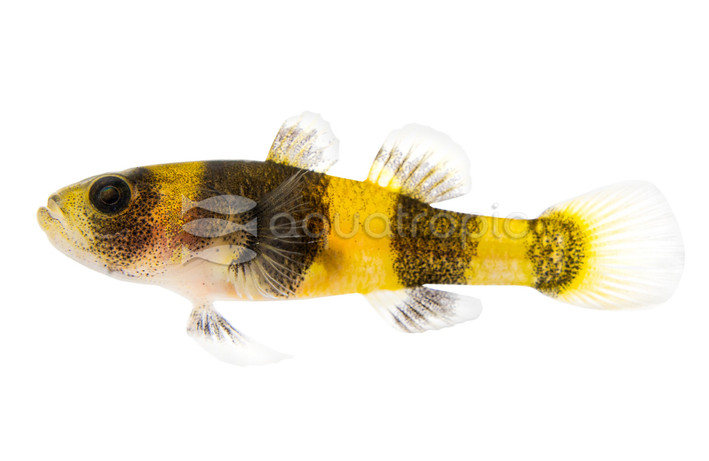 Spotted Bumblebee Goby :: 25241