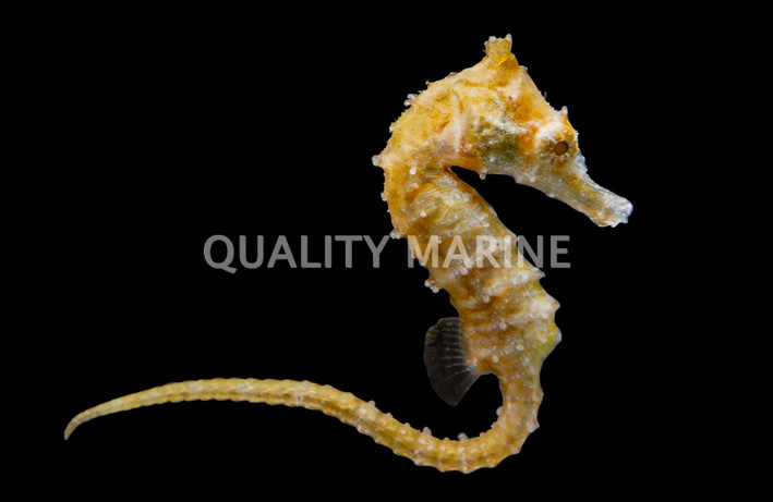 Dwarf Seahorse :: 69126