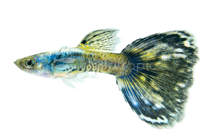 Purple Dragon Guppy, Male :: 11351