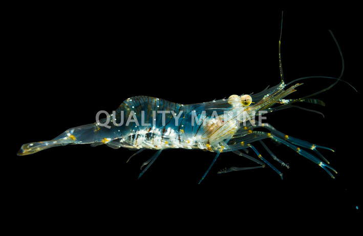 Florida Grass Shrimp :: 29194