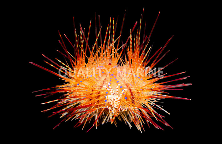 Zebra, Commensal w/Pincushion Red Urchin :: 36120