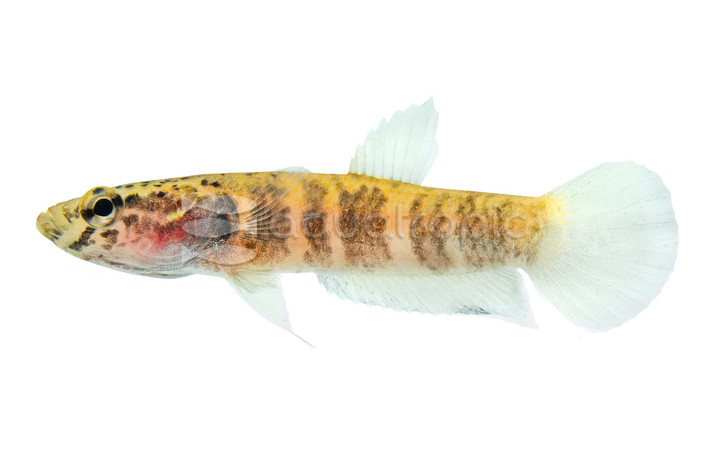 Channoides Snakehead Betta, Female :: 13239