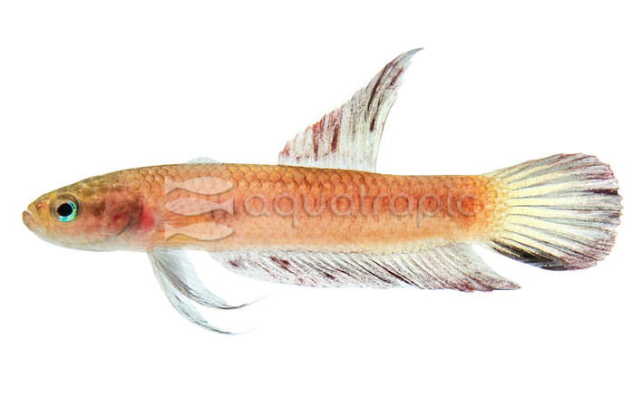Rutilans Betta, Female :: 40274