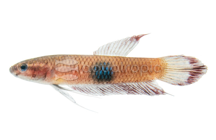 Brown's Betta, Male :: 63209
