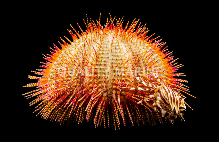 Zebra, Commensal w/Radiant Urchin :: 56850