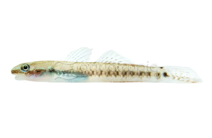 Stiphodon Palauan Riffle Goby :: 83565