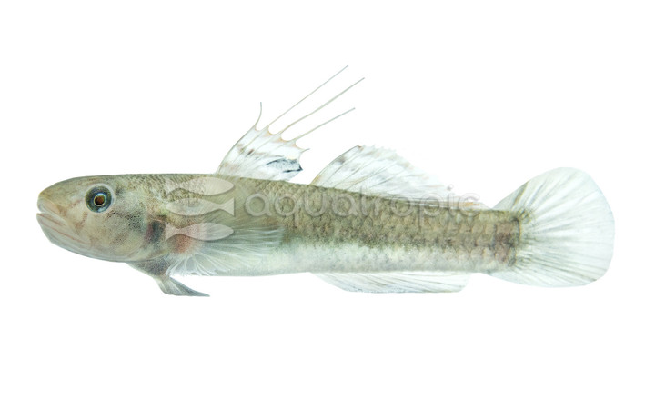 Abe's Mangrove Goby :: 30659