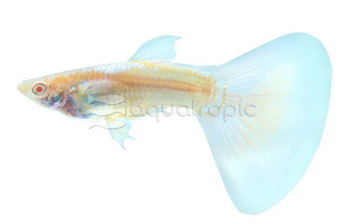 Premium Albino Blue Tuxedo Guppy, Male :: 72033
