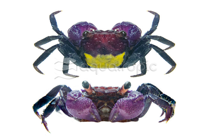 Carnaval Red :: 91975