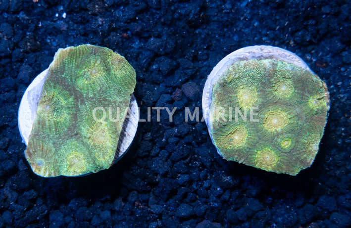 Brain Green w/Yellow Eye :: 57358