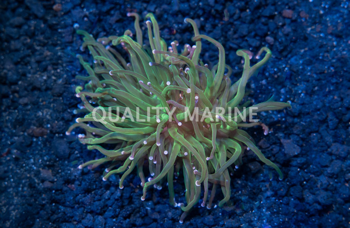 Torch Green  w/ Pink Tips :: 92874