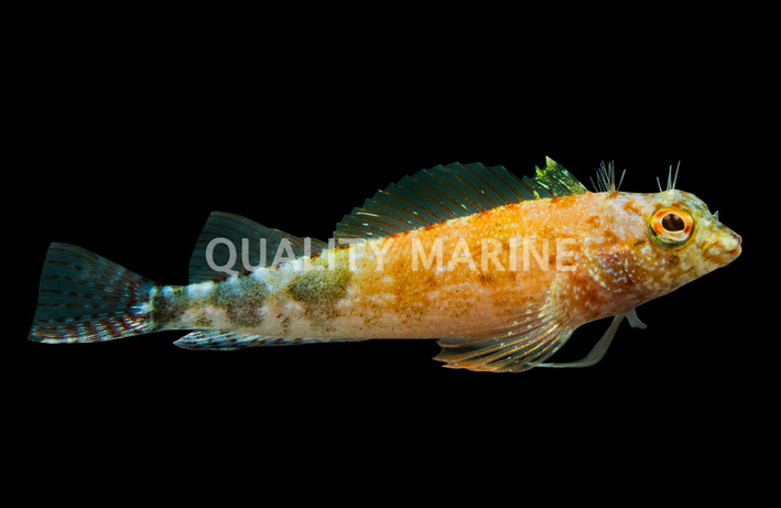 Lizardfish :: 12539