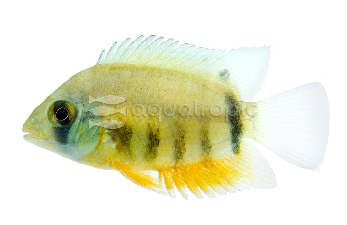 Severum Red Shoulder Rotkeil :: 22724