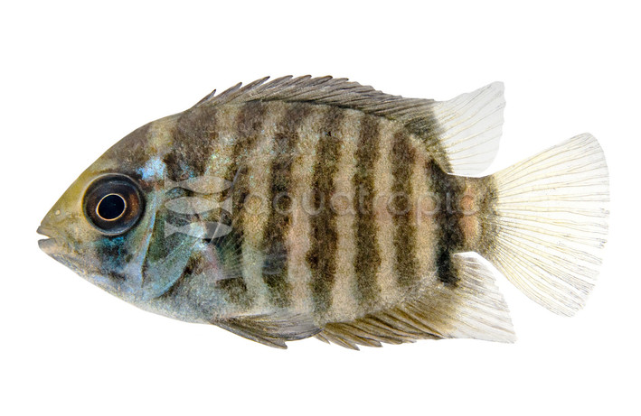Severum Turquoise Blue :: 25613