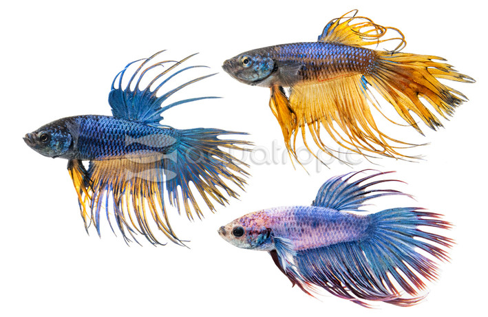 Crowntail Mixed Fancy, Male :: 88119