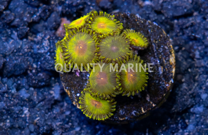 Zoa, Goldeneye :: 20994