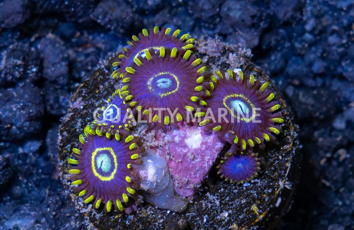 Zoa, Blue Hornet :: 85849