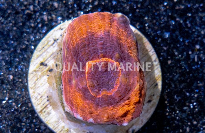 Brain Flat Australomussa Orange & Black :: 14665