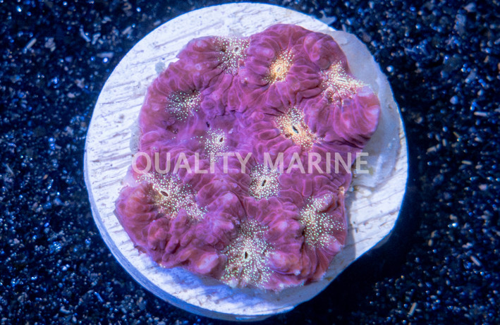 Brain Gold Center w/Red Rim Frag :: 51261