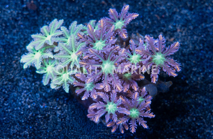 Clove, Gold Stripe, Nano :: 55702