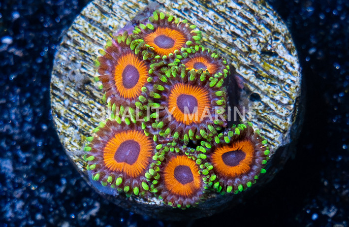 Zoa, Whammin Watermelon :: 76271