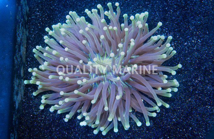 Plate Purple and Gold/Green Long Tentacle :: 52349