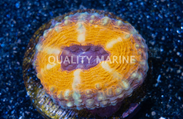 Brain Open Orange Rim w/ Purple Center (Captive Bred) :: 50820