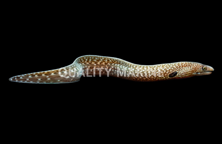 Hourglass Moray :: 16060