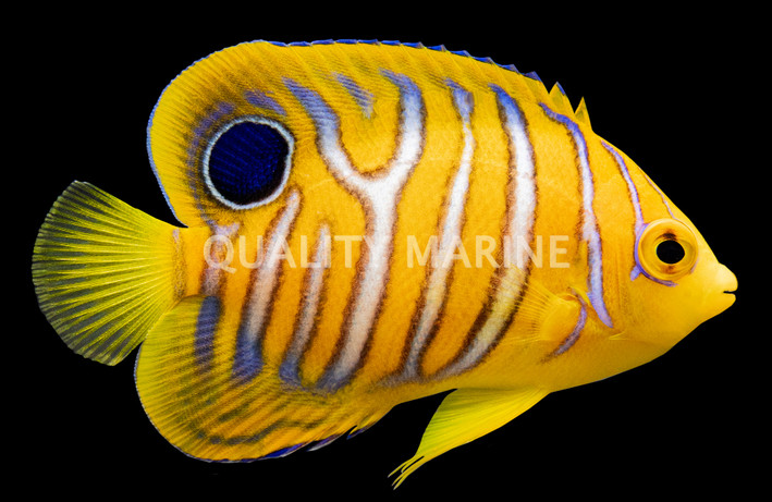 Misbarred Juvenile Orange Regal :: 30605