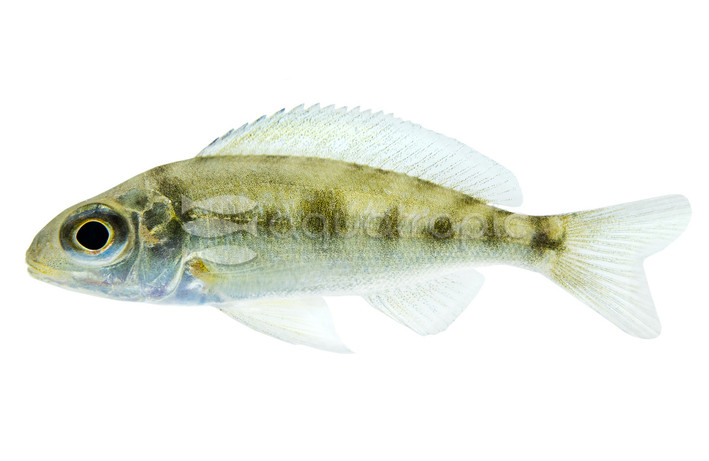 Foai Featherfin Juvenile :: 62663