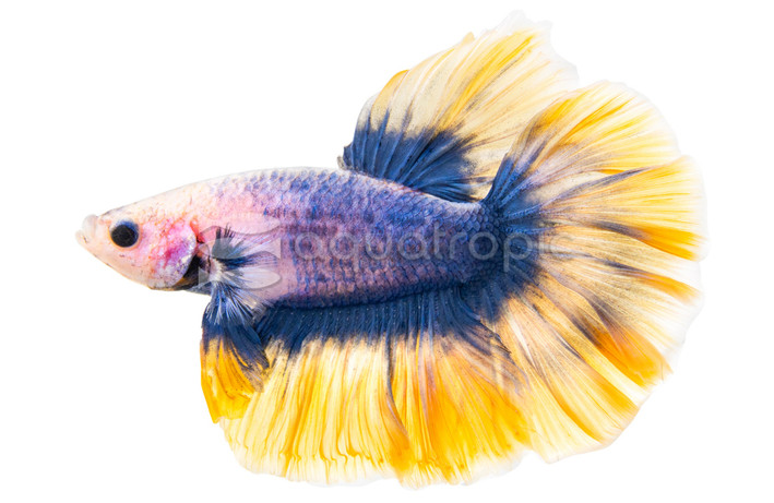 Rosetail Radium, Male :: 32327