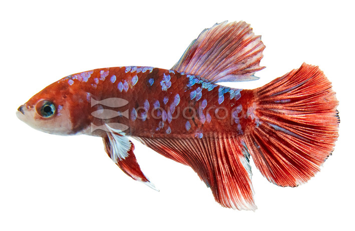 Plakat Barongsai, Male :: 92056