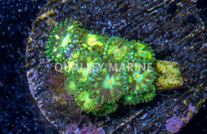 Zoa, Emerald Nightmare :: 18247
