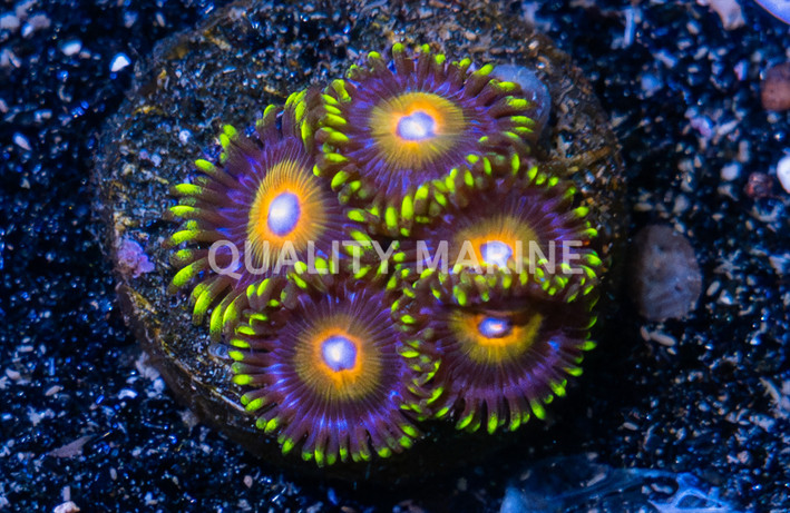 Zoa, Super Saiyan :: 20720