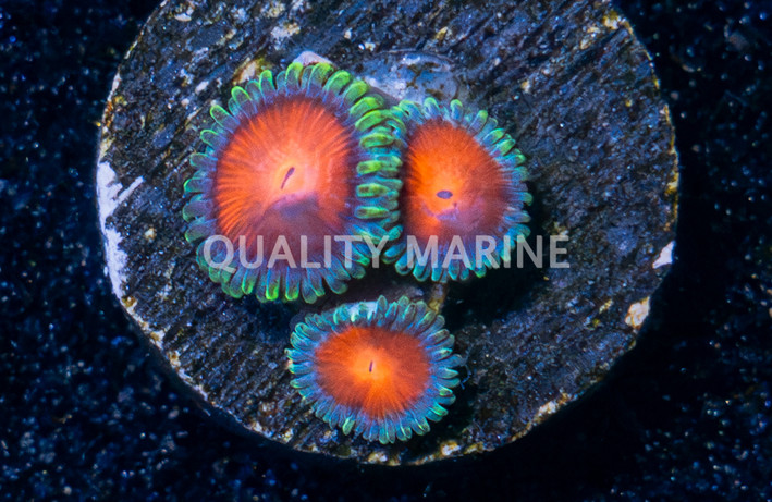 Zoa, Elemental Fury :: 25658