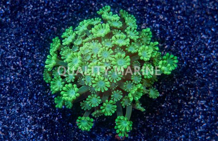 Daisy, Irish Jig :: 71609