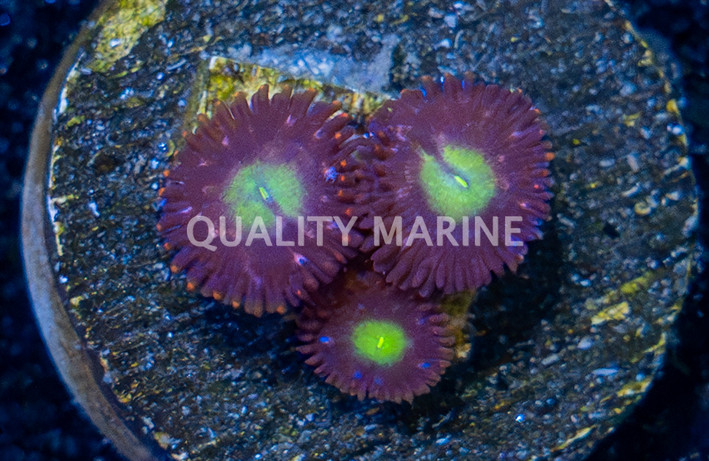 Zoa, Egg Yolks :: 93573