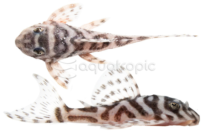 False Zebra L-173B :: 49088