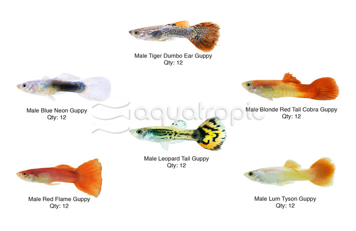 Male Guppy Select 72 pack :: 44143