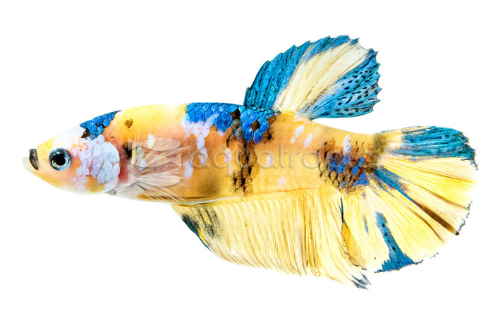 Yellow Tiger, Male :: 71945