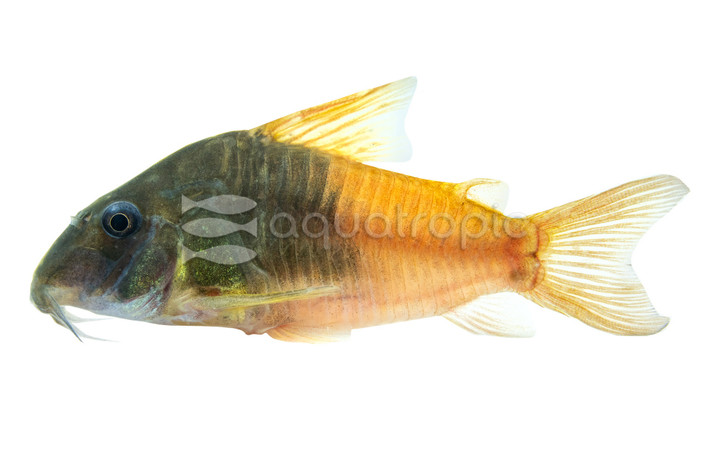 Rio Tomo Concolor CW217 :: 89243