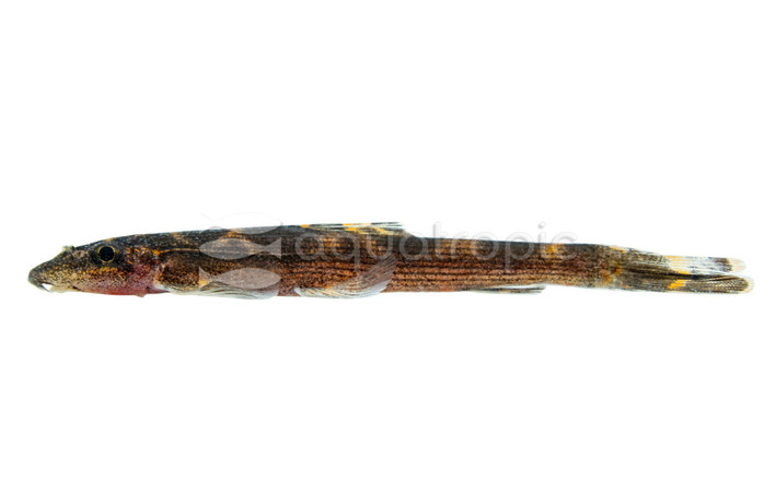 Black Lizard Hillstream :: 80406