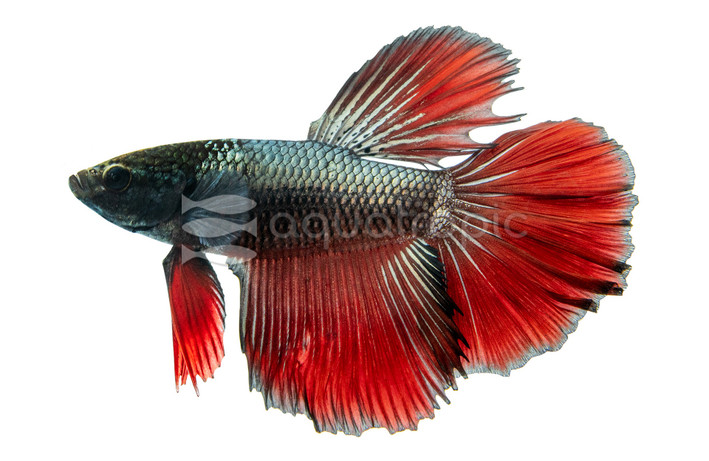 Halfmoon Black Samurai, Male :: 93965