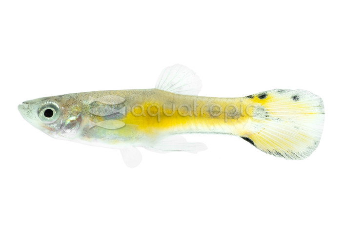 Endler's Metallic Yellow Male Guppy :: 38385